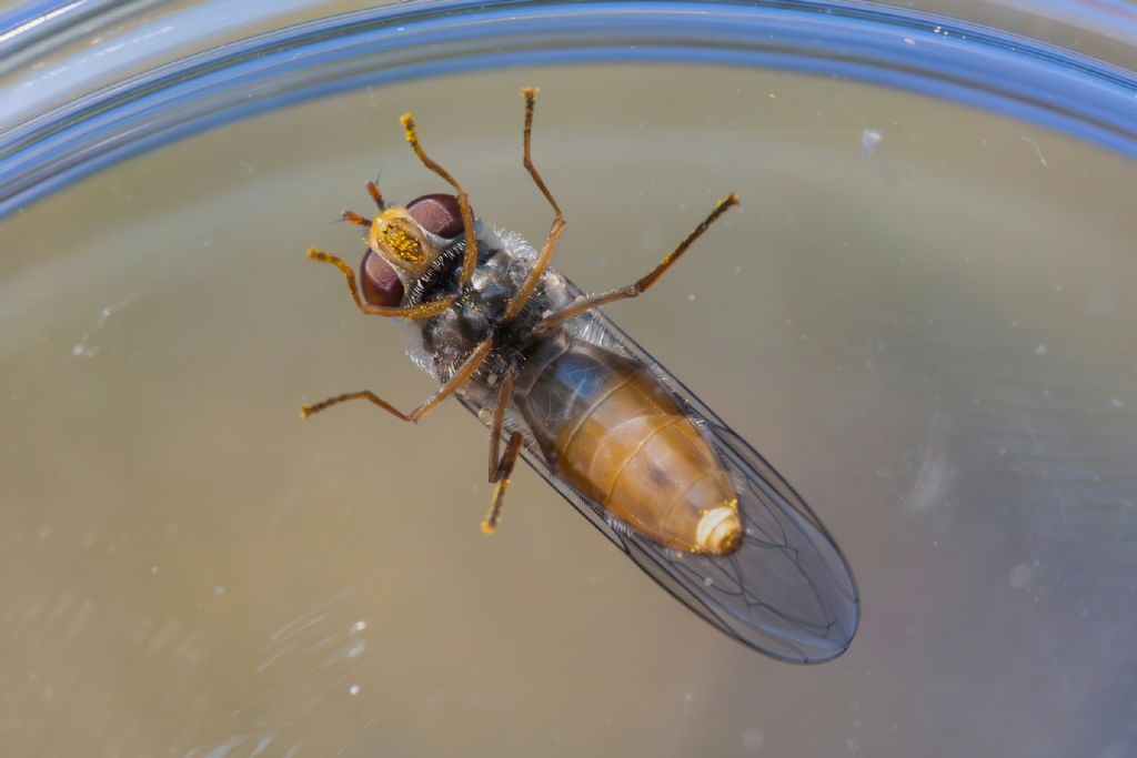Syrphidae - Episyrphus balteatus